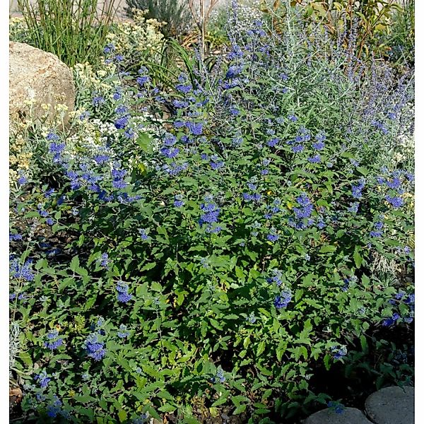 Bartblume Great Blue 40-50cm - Caryopteris clandonensis günstig online kaufen