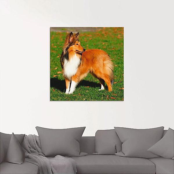 Artland Glasbild »Amerikanischer Collie«, Haustiere, (1 St.) günstig online kaufen