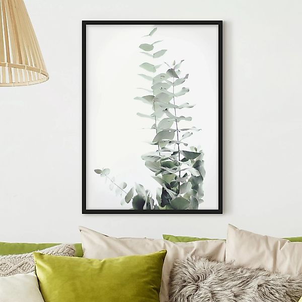 Bild mit Rahmen Eukalyptus im Weißen Licht günstig online kaufen