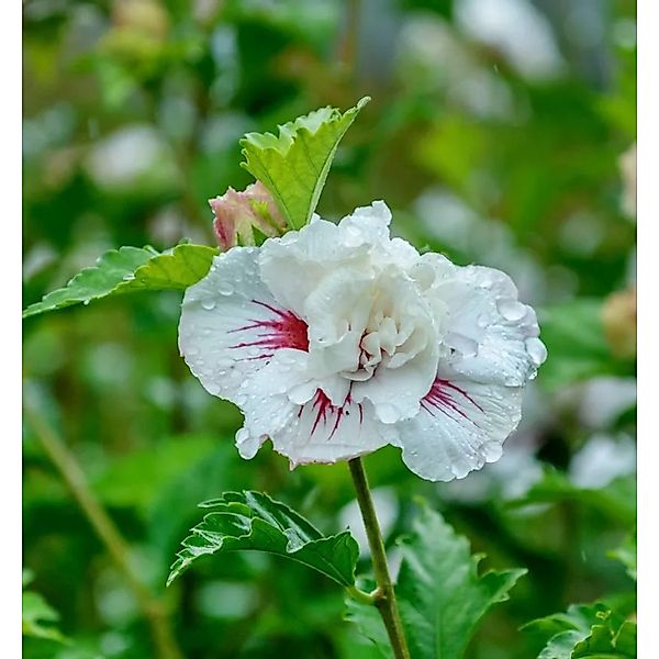 Garteneibisch Igloo 60-80cm - Hibiscus syriacus günstig online kaufen