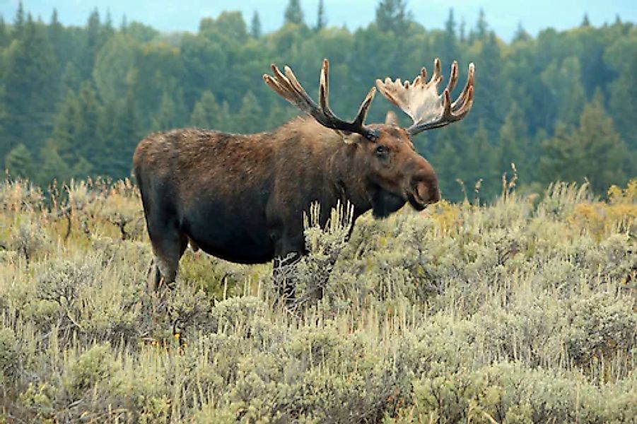 Papermoon Fototapete »ELCH-STIER TIER HIRSCH WALD GEWEIH STEPPE TUNDRA PRÄR günstig online kaufen