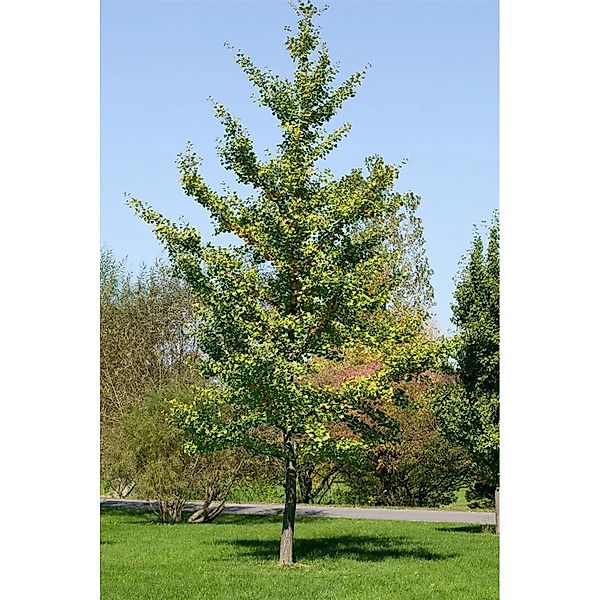 Ginkgo Biloba Fastigiata Fächerblattbaum 100–125 cm günstig online kaufen