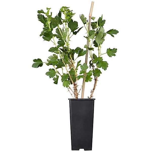 GROW by OBI Bio Stachelbeere Captivator Rot Topf ca. 2, Ribes günstig online kaufen