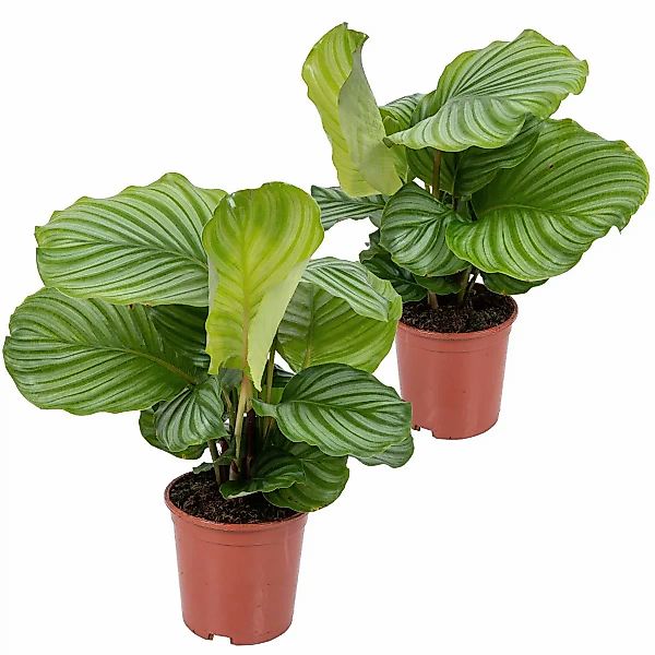 Casa Caron | Set mit 2 Zimmerpflanzen Calathea günstig online kaufen