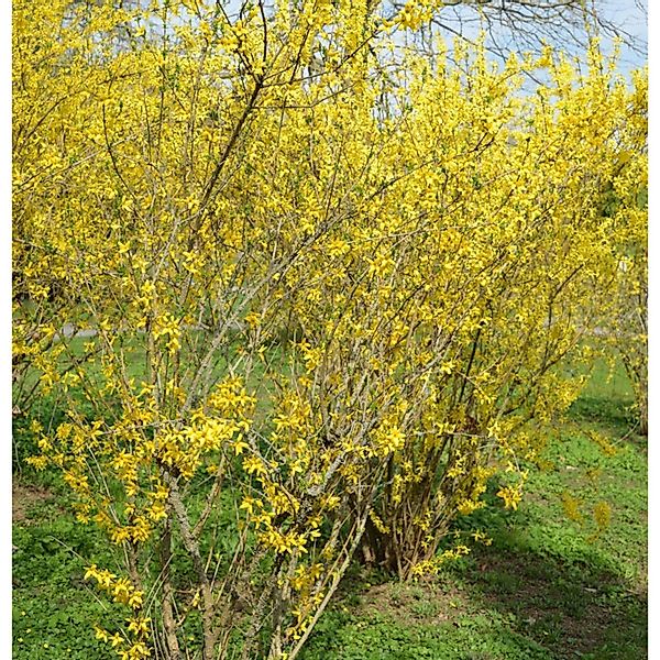 Forsythie Goldzauber 40-60cm - Forsythia intermedia günstig online kaufen