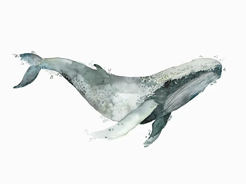 Poster / Leinwandbild - Sea Life - Humpback Whale günstig online kaufen