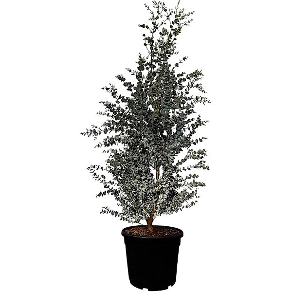 Sunny-Tree Eucalyptus Gunnii 'Azura' 140 cm  Winterhart günstig online kaufen