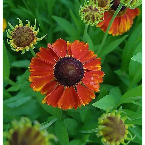 Sonnenbraut Sahins Early Flowerer - Helenium cultorum günstig online kaufen
