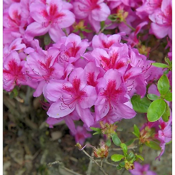 Japanische Azalee Peppina 40-50cm - Rhododendron,uteum - Zwerg Alpenrose günstig online kaufen