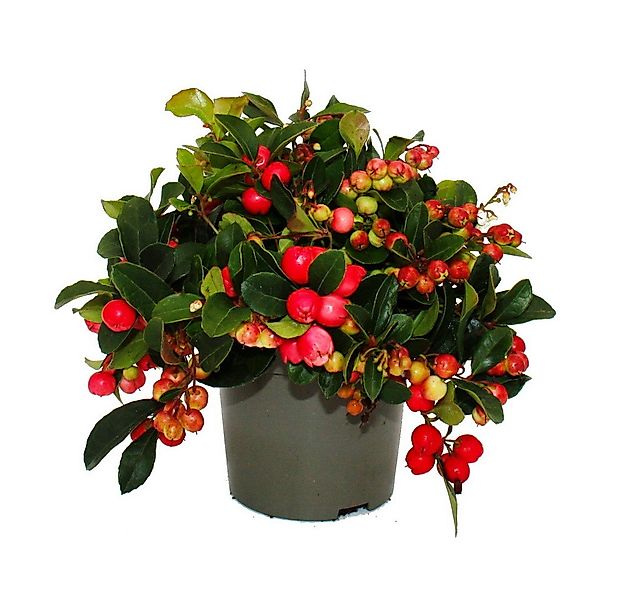 Exotenherz Beetpflanze Teppichbeere Gaultheria procumbens winterharte Pflan günstig online kaufen
