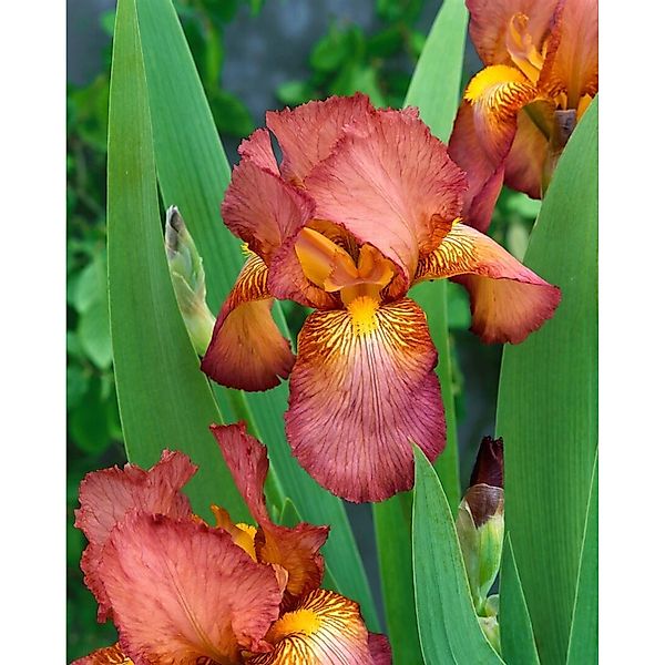 Iris X Barb.-Elat.'Natchez Trace' Schwertlilie Ca. 11x11 cm Topf günstig online kaufen