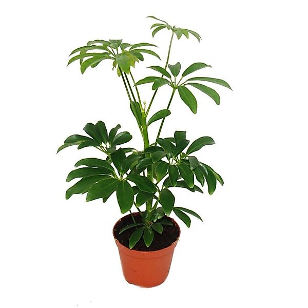 Exotenherz Zimmerpflanze Strahlenaralie - Schefflera - 9cm Topf - Zimmerpfl günstig online kaufen