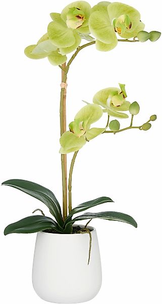 Creativ green Kunstorchidee "Orchidee Phalaenopsis", mit dauerhafter Blüten günstig online kaufen
