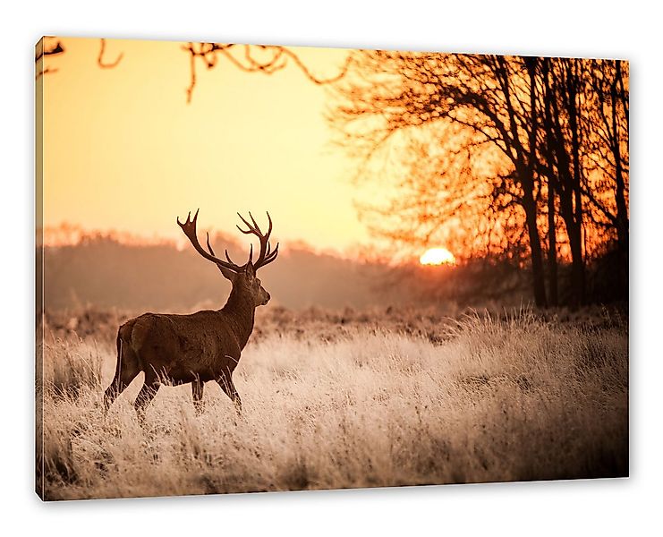 Pixxprint Leinwandbild Hirsch im Sonnenuntergang, Hirsch im Sonnenuntergang günstig online kaufen