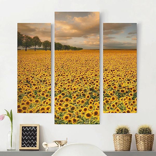 3-teiliges Leinwandbild Blumen - Querformat Feld mit Sonnenblumen günstig online kaufen