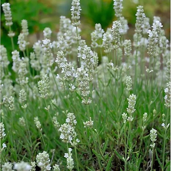 Echter Lavendel Blue Mountain White - Lavandula angustifolia günstig online kaufen