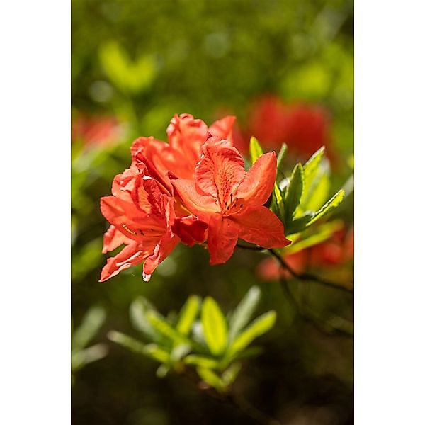 Rhododendron Luteum Fanal Gelb 30–40 cm günstig online kaufen