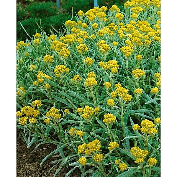 Helichrysum Thianshanicum Schwefellicht Strohblume Ca. 9x9 cm Topf günstig online kaufen