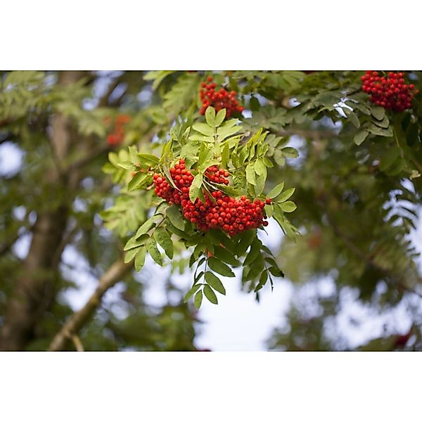 Sorbus Aucuparia Edulis Eberesche Essbare Früchte 100–125 cm günstig online kaufen