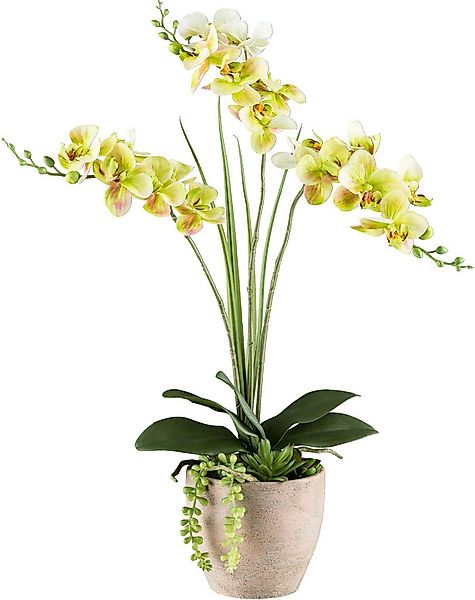 Kunstorchidee Orchidee Phalaenopsis, Creativ green, Höhe 55 cm, mit Sukkule günstig online kaufen