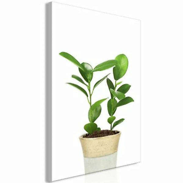 artgeist Wandbild Plant In Pot (1 Part) Vertical mehrfarbig Gr. 40 x 60 günstig online kaufen