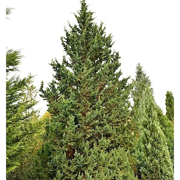 Gartenzypresse Wisselii 80-100cm - Chamaecyparis,awsoniana günstig online kaufen
