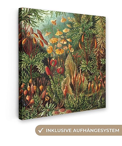 OneMillionCanvasses® Leinwandbild Muscinae - Ernst Haeckel günstig online kaufen