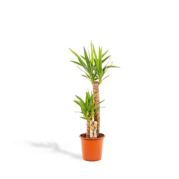 Hello Plants | Palmlilie Newa günstig online kaufen