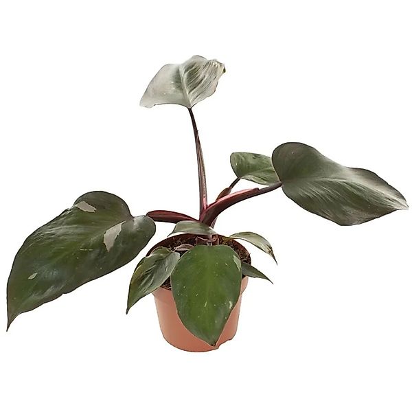 GROW Baumfreund Pink Princess Höhe ca. 25 cm Topf-Ø ca. 12 cm Philodendron günstig online kaufen