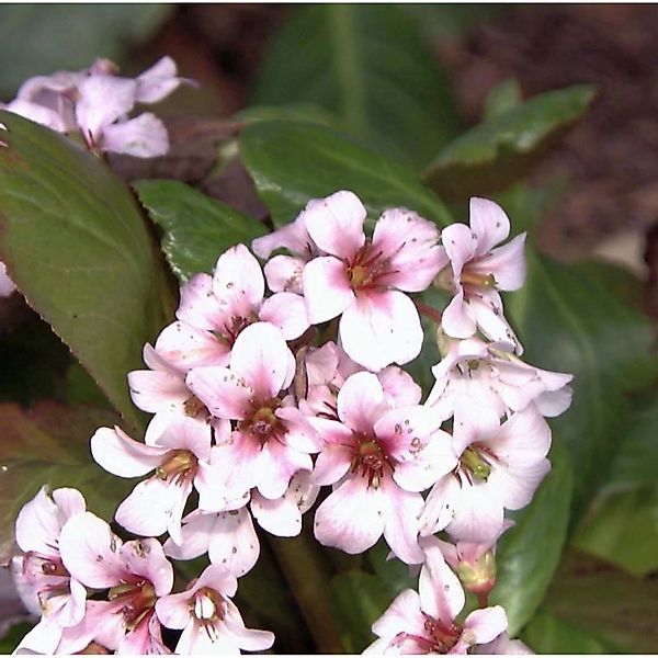 Bergenie Dragonfly Angelkiss - Bergenia cordifolia günstig online kaufen