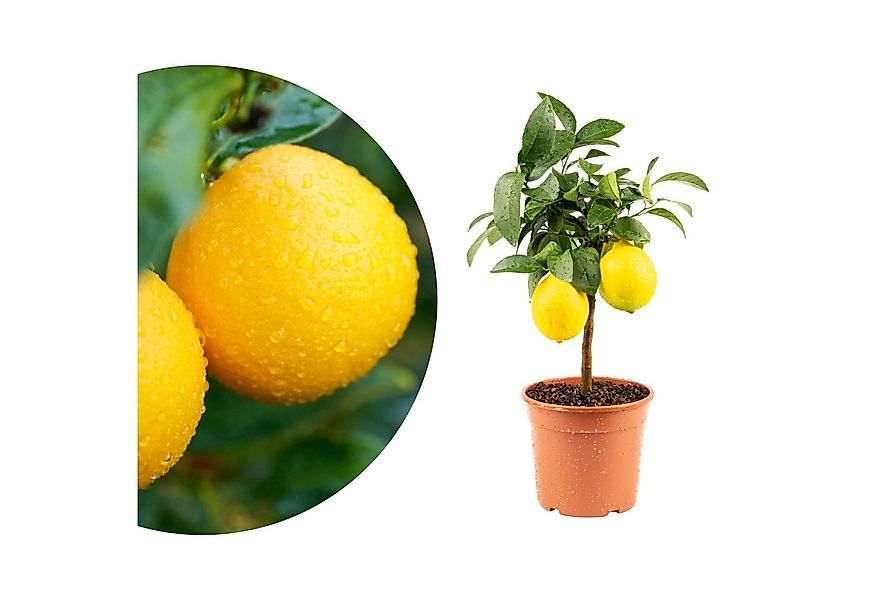 Meine Orangerie Obstpflanze Mini-Zitruspflanze im Ø15 cm Topf - diverse Sor günstig online kaufen