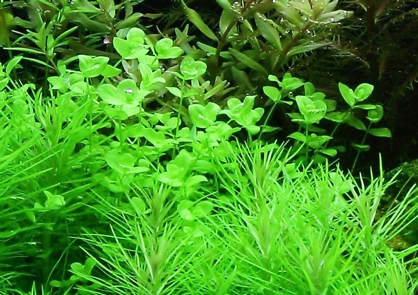 Aquaone Wasserpflanze Aquarium Pflanze Micranthemum umbrosum Nr.348 günstig online kaufen