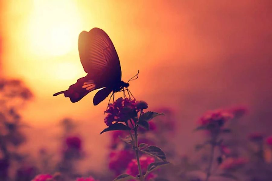 Papermoon Fototapete »Schmetterling auf Blume« günstig online kaufen