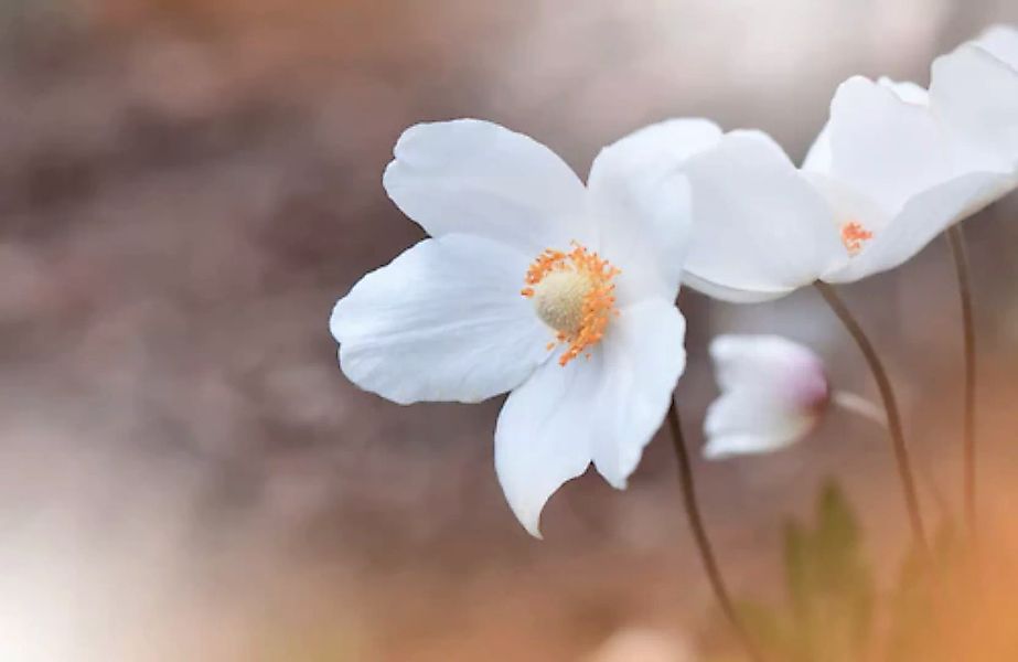 Papermoon Fototapete »BLUMEN-ANEMONE MAKRO ABSTRAKT KUNST WIESE NATUR PFLAN günstig online kaufen