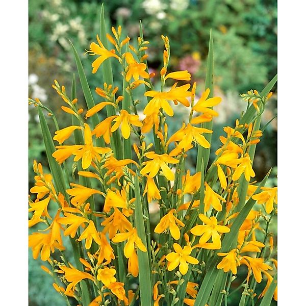 Crocosmia X Crocosmiifl.'george Davidson' Montbretie Ca. 11x11 cm Topf günstig online kaufen