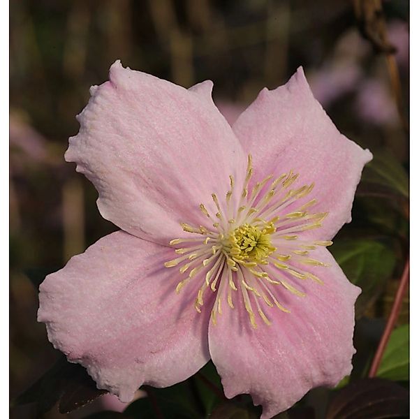 Berg Waldrebe Mayleen 40-60cm - Clematis montana günstig online kaufen