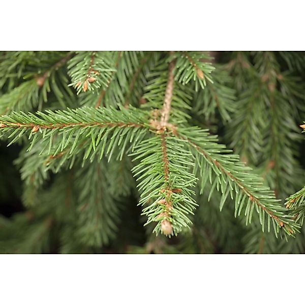 Picea Abies Acrocona Fichte Dekorativ 100–125 cm günstig online kaufen