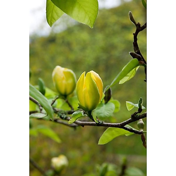 Magnolia 'Green Bee' Magnolie 60-80 cm günstig online kaufen