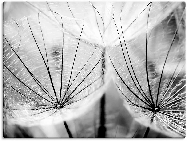 Artland Wandbild "Pusteblume in schwarzweiß", Blumen, (1 St.), als Alubild, günstig online kaufen