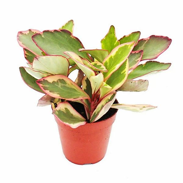 Exotenherz Peperomia Clusifolia Jewel Buntblättriger Zwergpfeffer im 12cm T günstig online kaufen