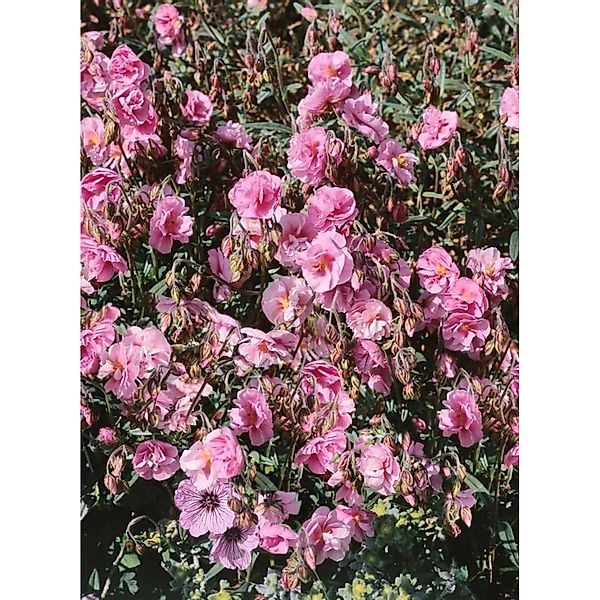 Helianthemum X Cult. Cerise Queen Sonnenröschen Ca. 9x9 cm Topf günstig online kaufen