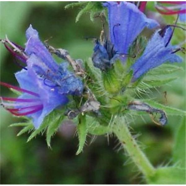 Natternkopf - Echium vulgare günstig online kaufen