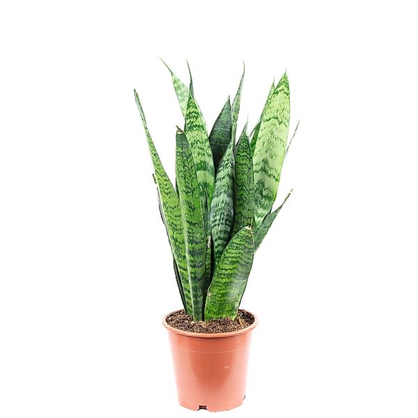Flowerbox Zimmerpflanze Bogenhanf - Sansevieria trifasciata Black Coral, pf günstig online kaufen