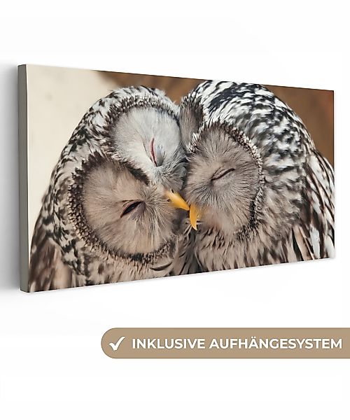 OneMillionCanvasses® Leinwandbild Panorama Eulen - Vögel günstig online kaufen
