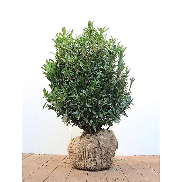 Prunus laurocerasus 'Gajo' -R- 50-60 cm günstig online kaufen