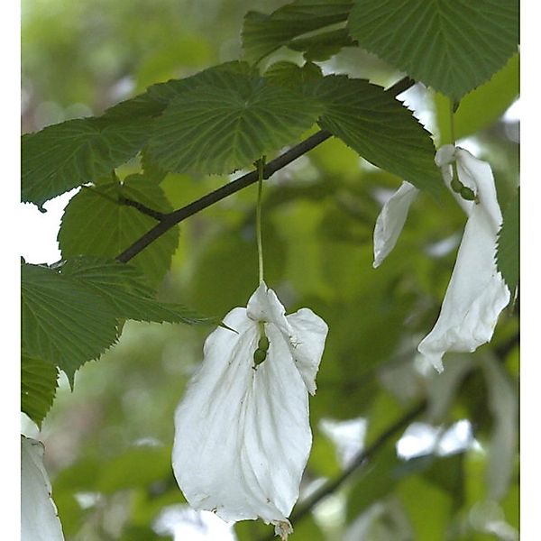 Taubenbaum Taschentuchbaum Somoma 125-150cm - Davidia involucrata günstig online kaufen