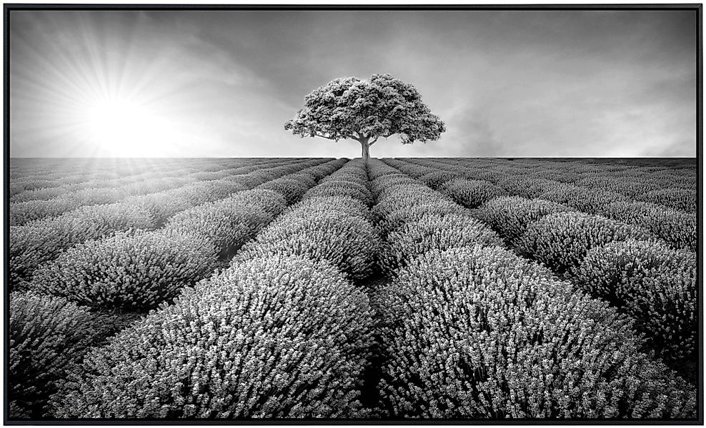 Papermoon Infrarotheizung »Baum im Feld Schwarz & Weiß« günstig online kaufen
