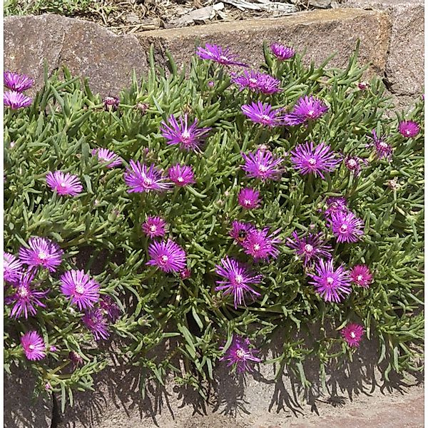 Mittagsblümchen cooperi - Delosperma cooperi günstig online kaufen
