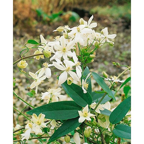 Clematis Armandii Snowdrift Immergrün Weiße Blüten 100–150 cm günstig online kaufen