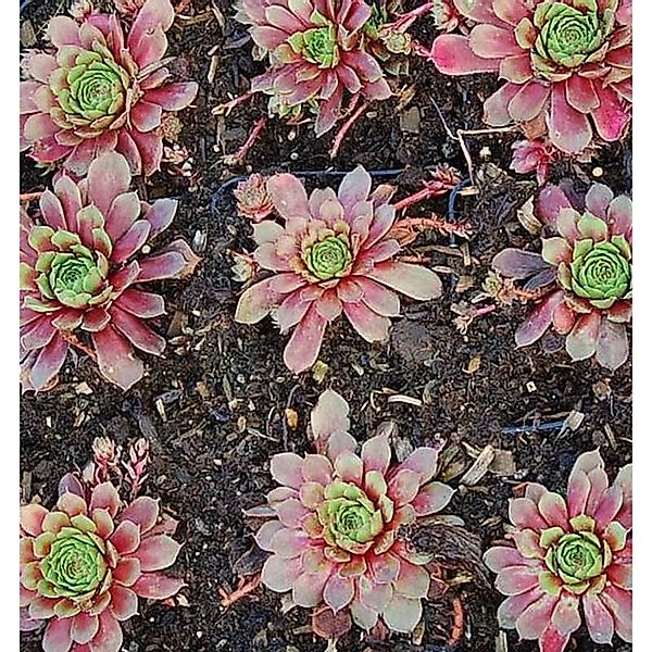 Hauswurz Turmalin - Sempervivum cultorum günstig online kaufen